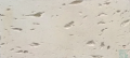 biel saharyjska ks 00.PNG